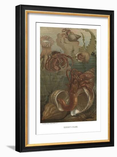 Hermit-Crabs-null-Framed Art Print