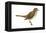 Hermit Thrush (Catharus Guttatus), Birds-Encyclopaedia Britannica-Framed Stretched Canvas