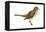 Hermit Thrush (Catharus Guttatus), Birds-Encyclopaedia Britannica-Framed Stretched Canvas