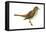 Hermit Thrush (Catharus Guttatus), Birds-Encyclopaedia Britannica-Framed Stretched Canvas