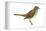 Hermit Thrush (Catharus Guttatus), Birds-Encyclopaedia Britannica-Framed Stretched Canvas