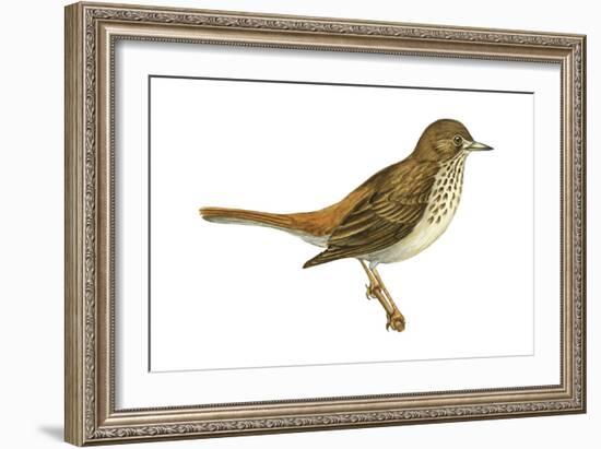 Hermit Thrush (Catharus Guttatus), Birds-Encyclopaedia Britannica-Framed Art Print