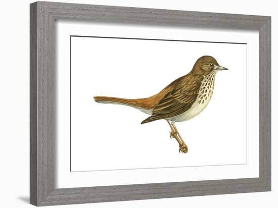 Hermit Thrush (Catharus Guttatus), Birds-Encyclopaedia Britannica-Framed Art Print