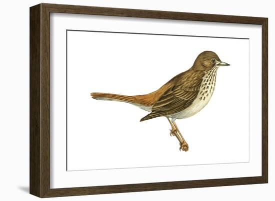 Hermit Thrush (Catharus Guttatus), Birds-Encyclopaedia Britannica-Framed Art Print