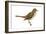 Hermit Thrush (Catharus Guttatus), Birds-Encyclopaedia Britannica-Framed Art Print
