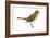 Hermit Thrush (Catharus Guttatus), Birds-Encyclopaedia Britannica-Framed Art Print