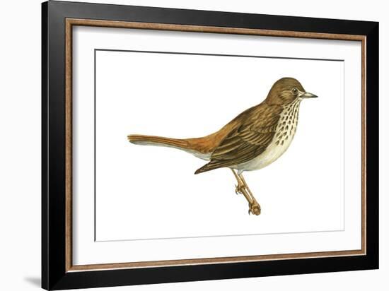 Hermit Thrush (Catharus Guttatus), Birds-Encyclopaedia Britannica-Framed Art Print