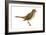 Hermit Thrush (Catharus Guttatus), Birds-Encyclopaedia Britannica-Framed Art Print