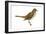 Hermit Thrush (Catharus Guttatus), Birds-Encyclopaedia Britannica-Framed Art Print