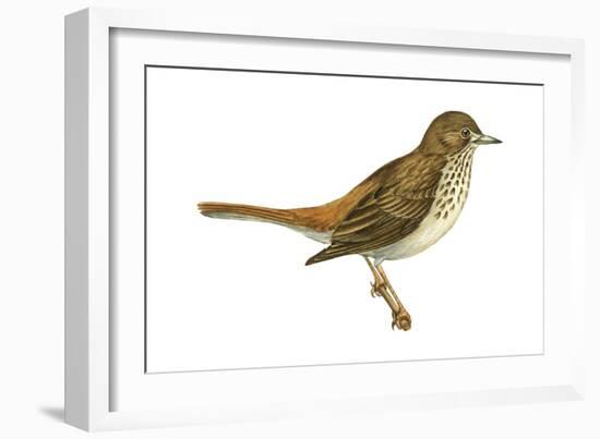 Hermit Thrush (Catharus Guttatus), Birds-Encyclopaedia Britannica-Framed Art Print