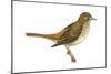 Hermit Thrush (Catharus Guttatus), Birds-Encyclopaedia Britannica-Mounted Art Print