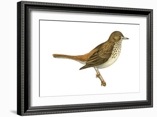 Hermit Thrush (Catharus Guttatus), Birds-Encyclopaedia Britannica-Framed Art Print