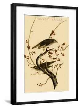 Hermit Thrush-John James Audubon-Framed Art Print