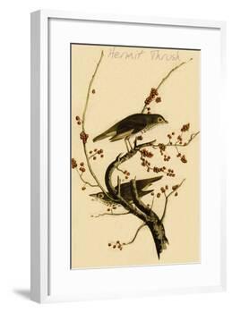 Hermit Thrush-John James Audubon-Framed Art Print