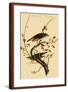 Hermit Thrush-John James Audubon-Framed Art Print