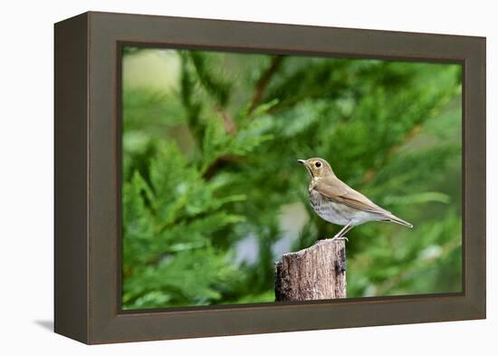 Hermit Thrush-Gary Carter-Framed Premier Image Canvas