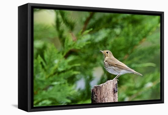 Hermit Thrush-Gary Carter-Framed Premier Image Canvas