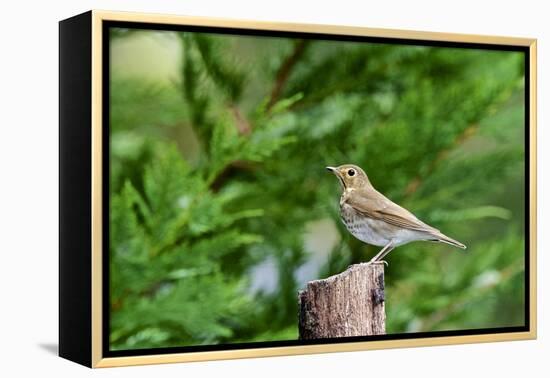 Hermit Thrush-Gary Carter-Framed Premier Image Canvas