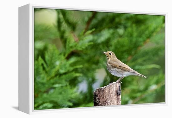 Hermit Thrush-Gary Carter-Framed Premier Image Canvas