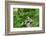 Hermit Thrush-Gary Carter-Framed Photographic Print