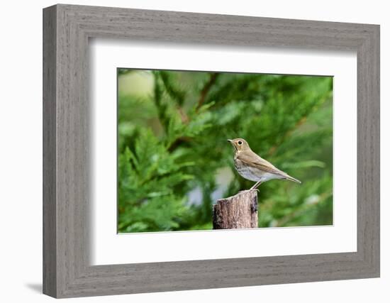 Hermit Thrush-Gary Carter-Framed Photographic Print