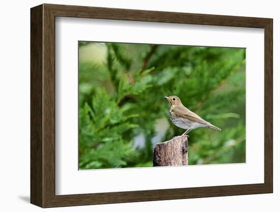 Hermit Thrush-Gary Carter-Framed Photographic Print