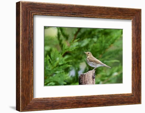 Hermit Thrush-Gary Carter-Framed Photographic Print