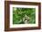 Hermit Thrush-Gary Carter-Framed Photographic Print