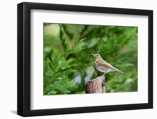 Hermit Thrush-Gary Carter-Framed Photographic Print