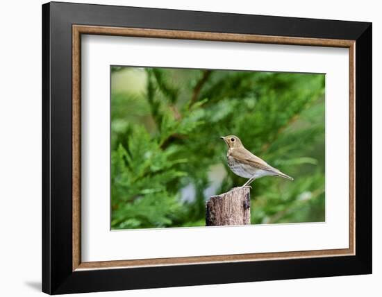 Hermit Thrush-Gary Carter-Framed Photographic Print