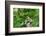 Hermit Thrush-Gary Carter-Framed Photographic Print