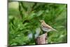 Hermit Thrush-Gary Carter-Mounted Photographic Print