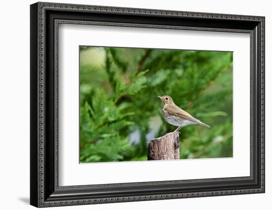 Hermit Thrush-Gary Carter-Framed Photographic Print