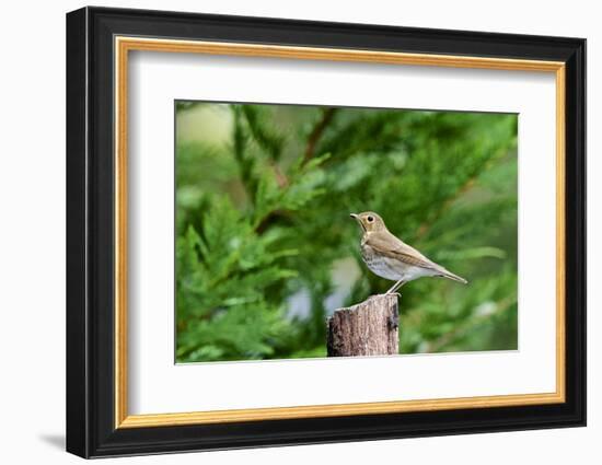 Hermit Thrush-Gary Carter-Framed Photographic Print