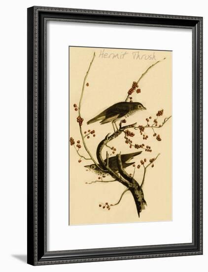 Hermit Thrush-John James Audubon-Framed Art Print