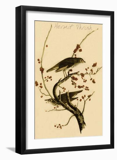 Hermit Thrush-John James Audubon-Framed Art Print