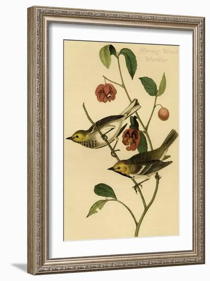 Hermit Wood Warbler-John James Audubon-Framed Art Print