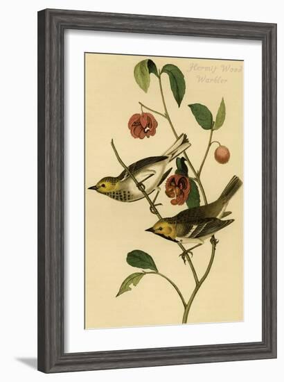 Hermit Wood Warbler-John James Audubon-Framed Art Print