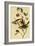 Hermit Wood Warbler-John James Audubon-Framed Art Print
