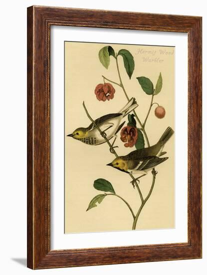 Hermit Wood Warbler-John James Audubon-Framed Art Print