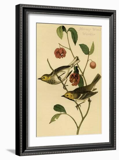 Hermit Wood Warbler-John James Audubon-Framed Art Print