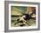 Hero and Leander-William Etty-Framed Giclee Print