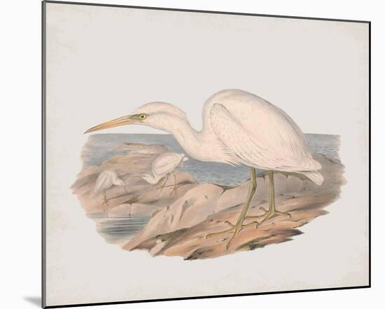 Herodias Grey-John Gould-Mounted Giclee Print