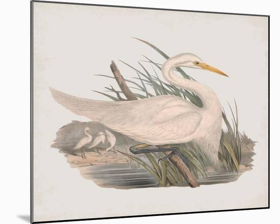 Herodias Plumiferus-John Gould-Mounted Giclee Print