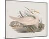 Herodias Plumiferus-John Gould-Mounted Giclee Print