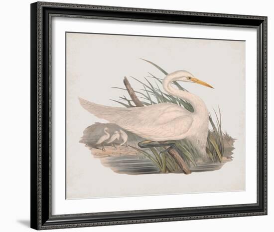 Herodias Plumiferus-John Gould-Framed Giclee Print