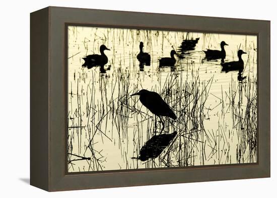 Heron and Ducks, Loxahatchee NWR, Everglades, Florida-Rob Sheppard-Framed Premier Image Canvas