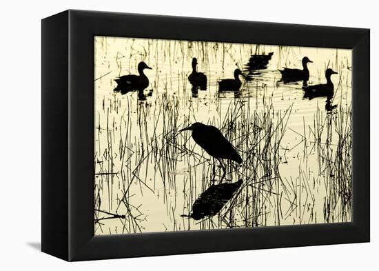 Heron and Ducks, Loxahatchee NWR, Everglades, Florida-Rob Sheppard-Framed Premier Image Canvas