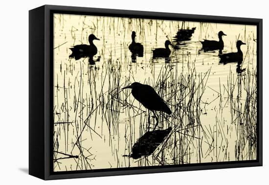 Heron and Ducks, Loxahatchee NWR, Everglades, Florida-Rob Sheppard-Framed Premier Image Canvas