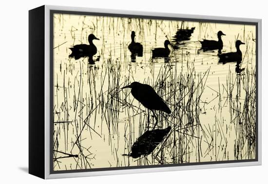 Heron and Ducks, Loxahatchee NWR, Everglades, Florida-Rob Sheppard-Framed Premier Image Canvas